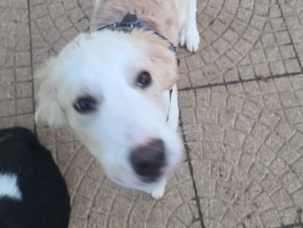 Adotta un cane, taglia media, maschio, Bergamo