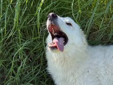 Adotta un cane, taglia media contenuta, femmina, Latina
