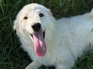 Adozione cane, femmina, Razza sconosciuta Razza sconosciuta, 1 anno e 6 mesi, taglia media contenuta, Latina