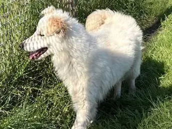 Adotta un cane, femmina, 1 anno e 6 mesi, Latina
