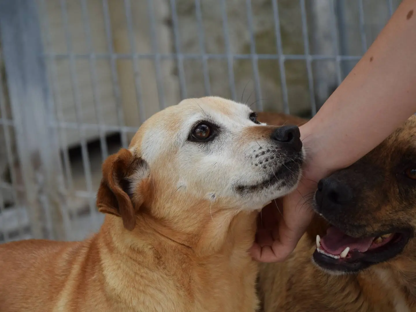 Adozione cane, maschio, Razza sconosciuta Razza sconosciuta, 10 anni e 1 mese, taglia piccola, Brescia