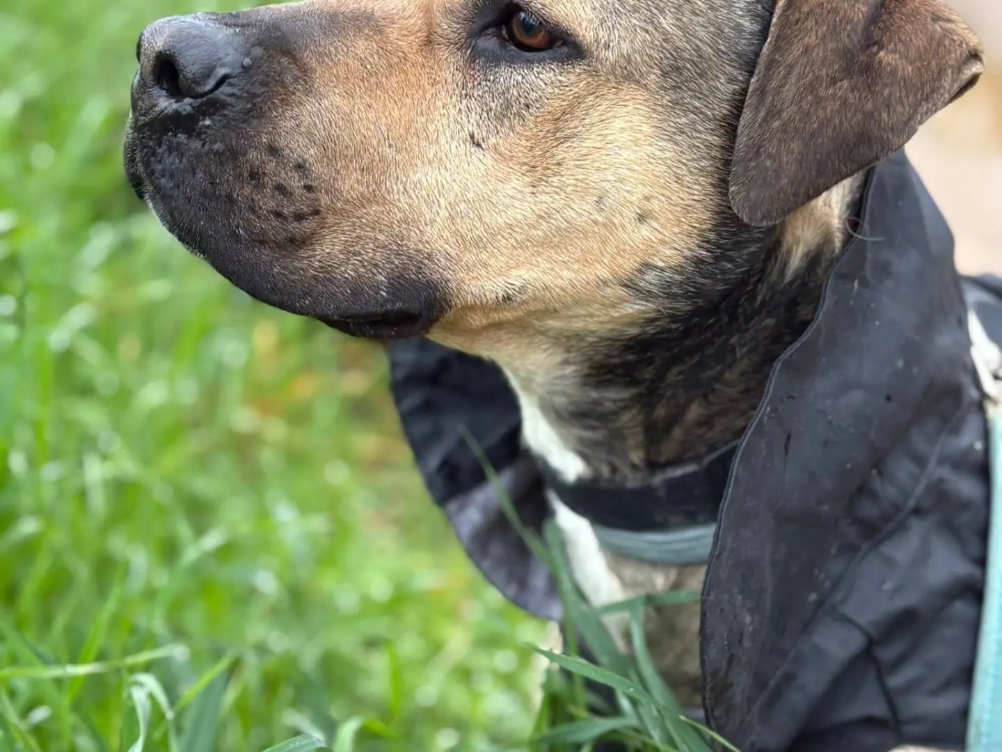 Adotta un cane, maschio, 2 anni e 10 mesi, Bari
