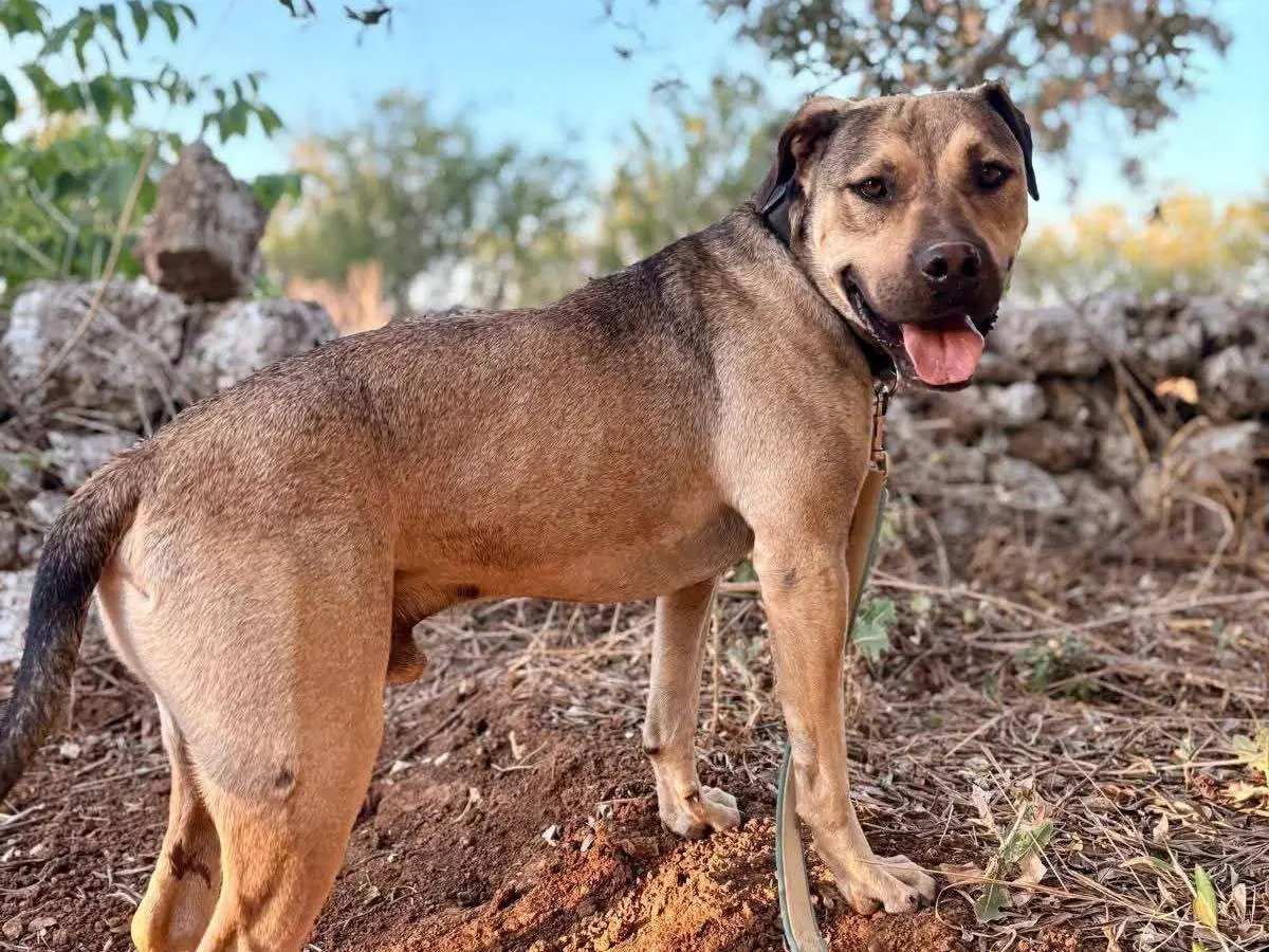 Vuoi adottare un cane a Bari?