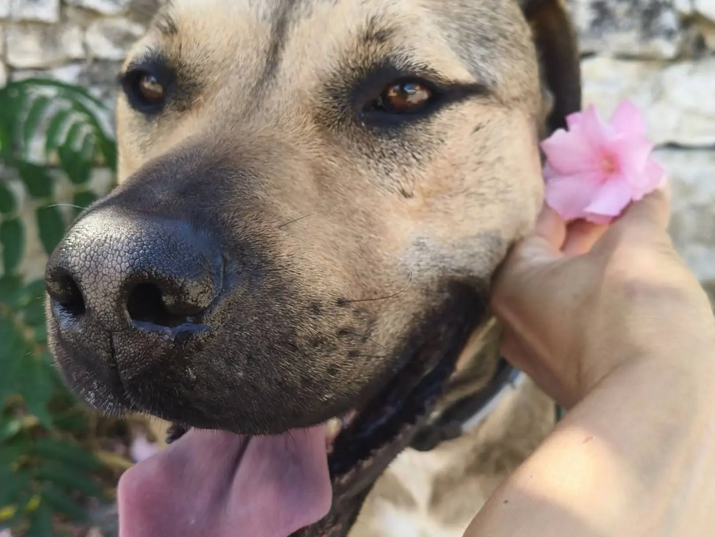 Adotta il cane Bobby a Bari