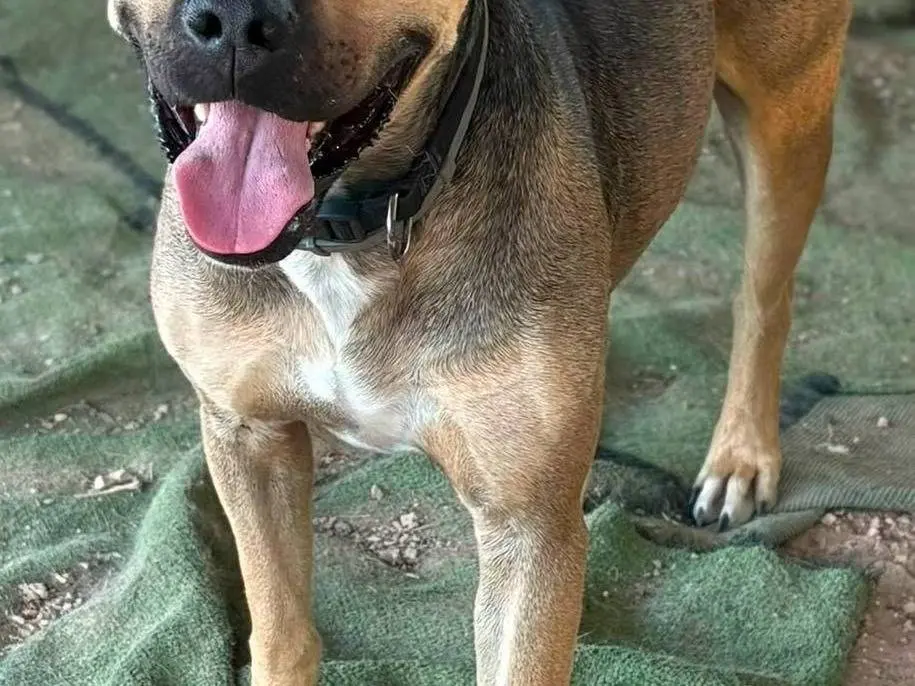 Adotta un cane, taglia grande, maschio, Bari