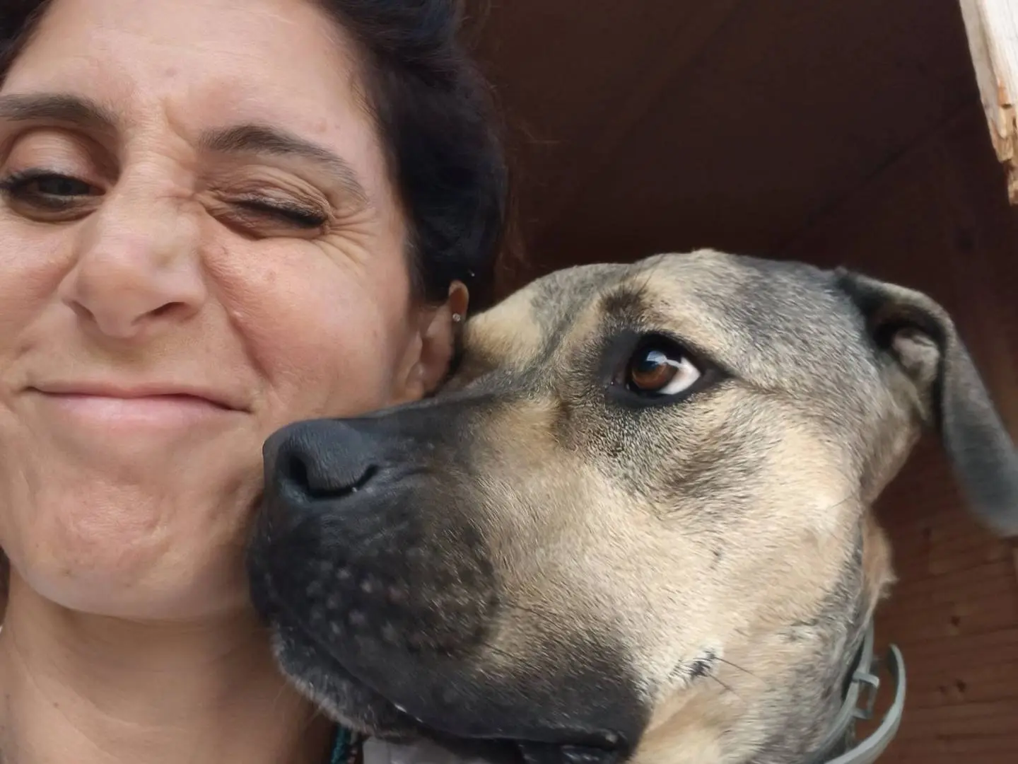 Adozione cane, maschio, Razza sconosciuta Razza sconosciuta, 2 anni e 10 mesi, taglia grande, Bari