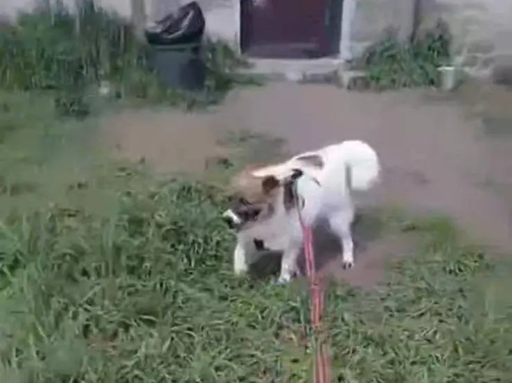 Adotta un cane, femmina, 6 anni e 9 mesi, Caserta