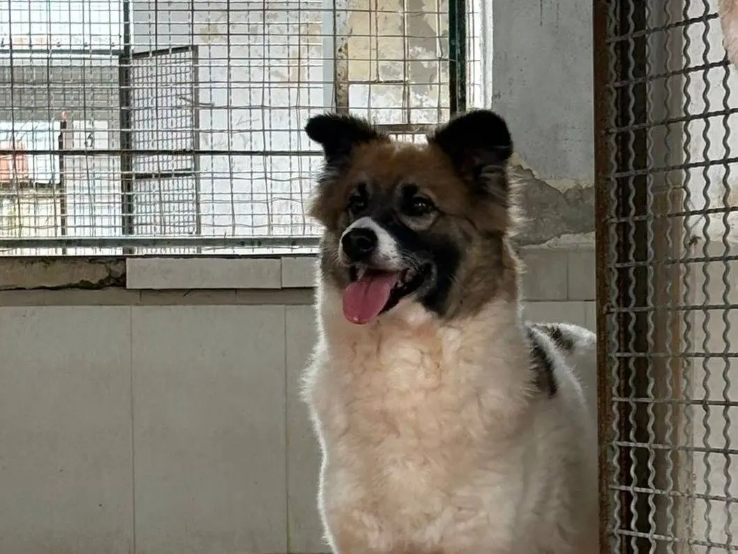 Adozione cane, femmina, Razza sconosciuta Razza sconosciuta, 6 anni e 9 mesi, taglia media contenuta, Caserta