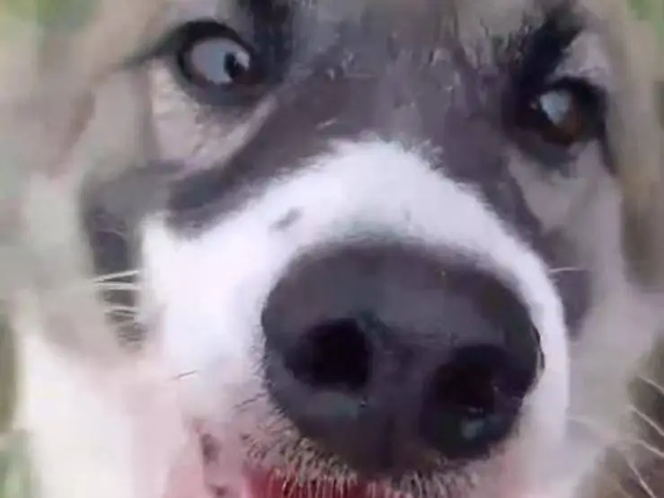 Vuoi adottare un cane a Caserta?