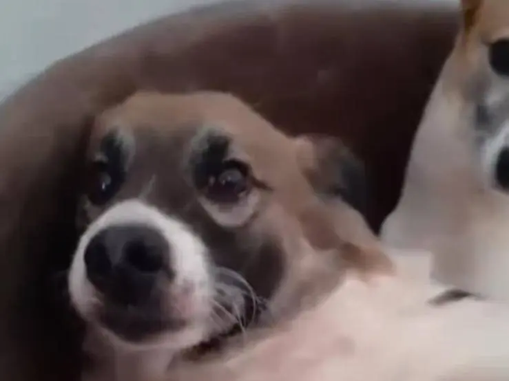 Adotta un cane, taglia media contenuta, femmina, Caserta