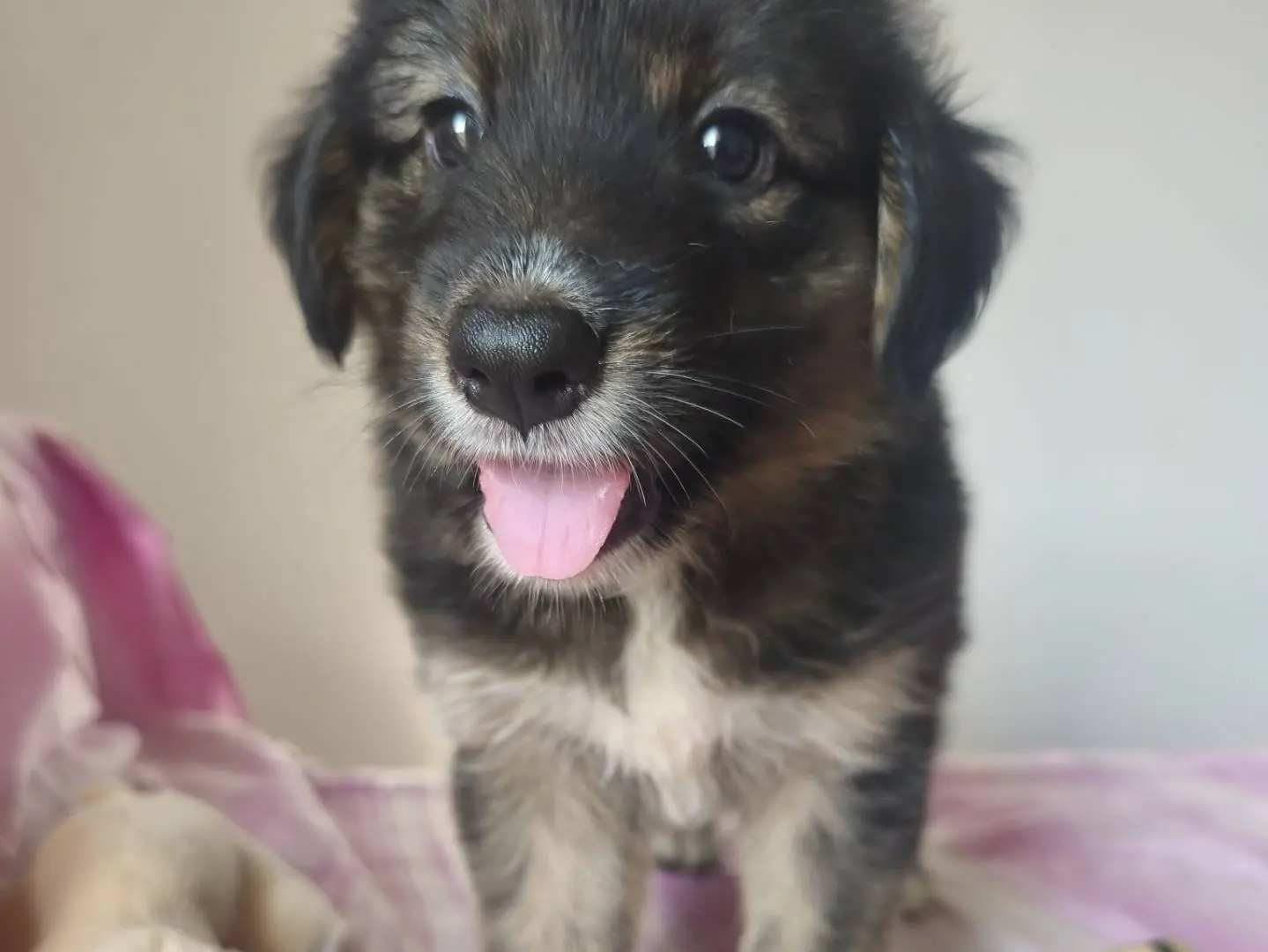 Adotta un cane, femmina, 5 mesi, Cagliari