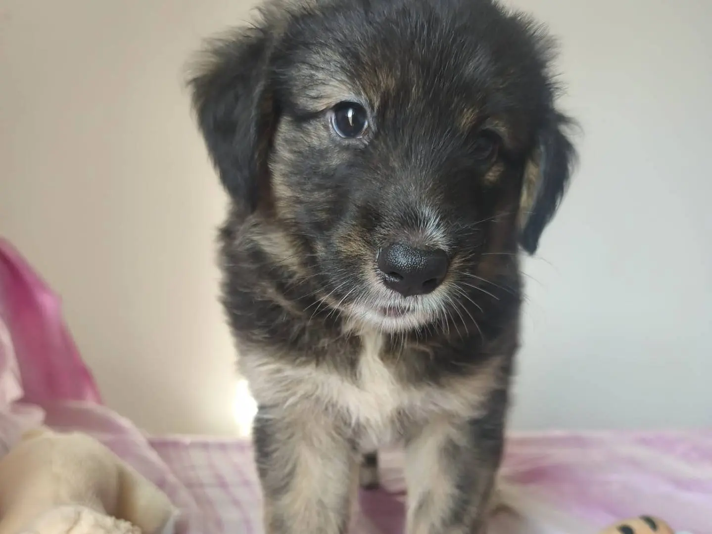 Adozione cane, femmina, Razza sconosciuta Razza sconosciuta, 5 mesi, taglia media, Cagliari