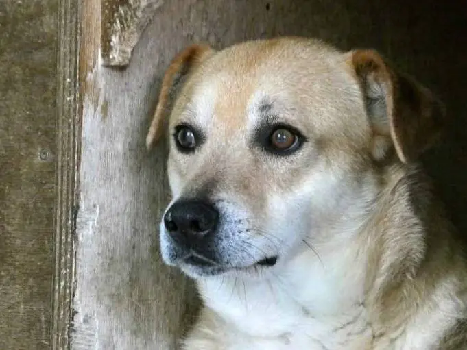 Foto 3 dell'animale