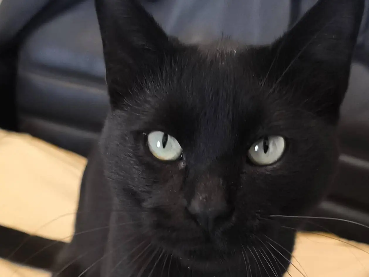 Adotta un gatto, maschio, 3 anni e 2 mesi, Caserta
