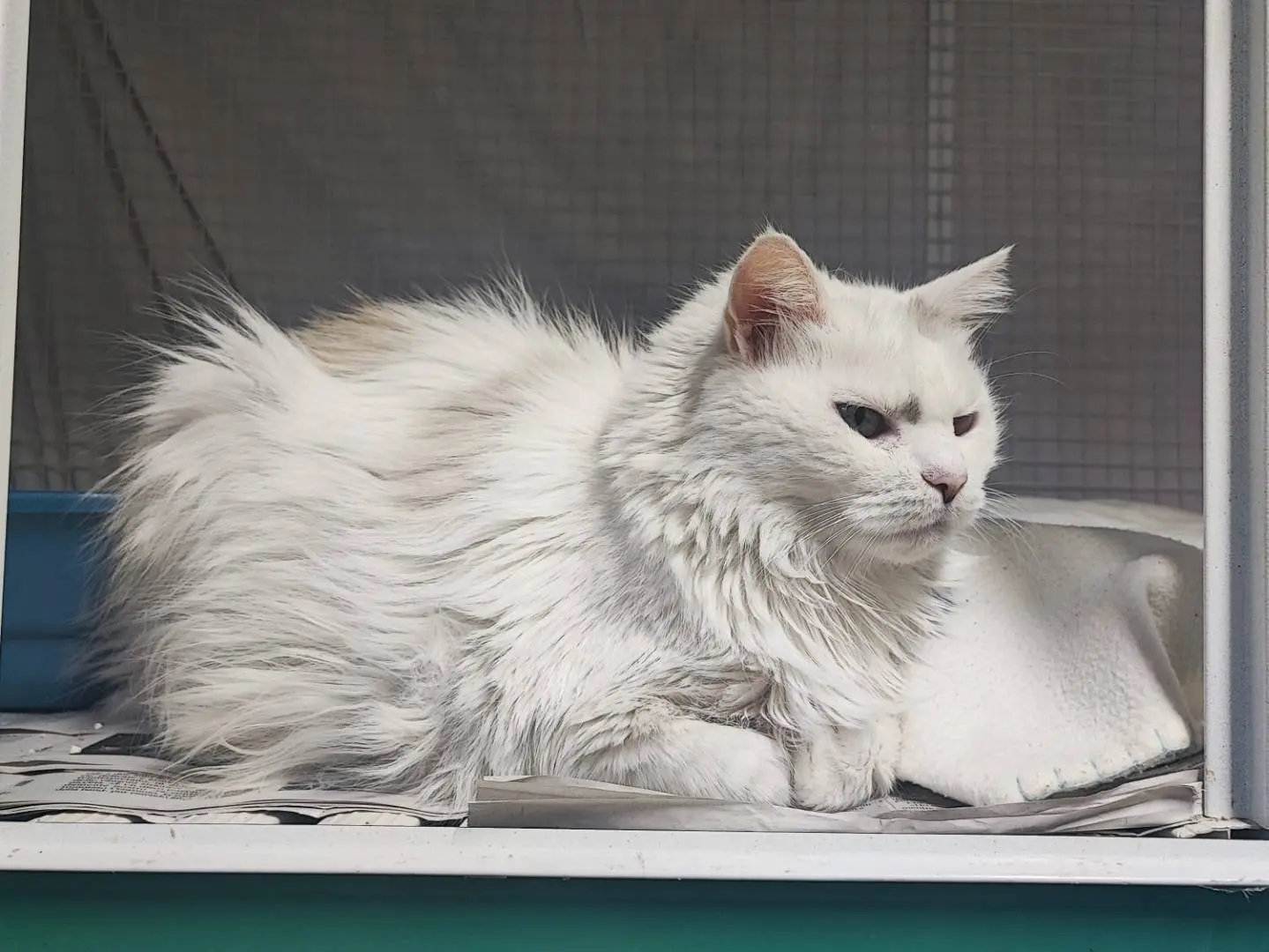 Adotta il gatto Chiocciola a Milano