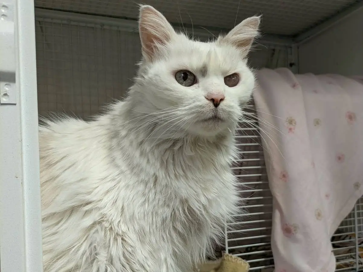Vuoi adottare un gatto a Milano?