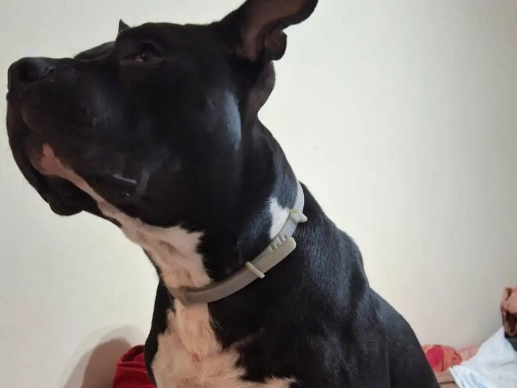 Adotta il cane Ares a Mantova