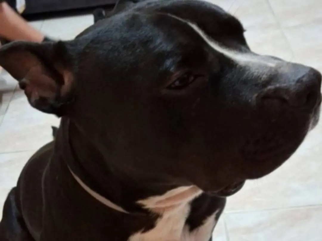 Vuoi adottare un cane a Mantova?