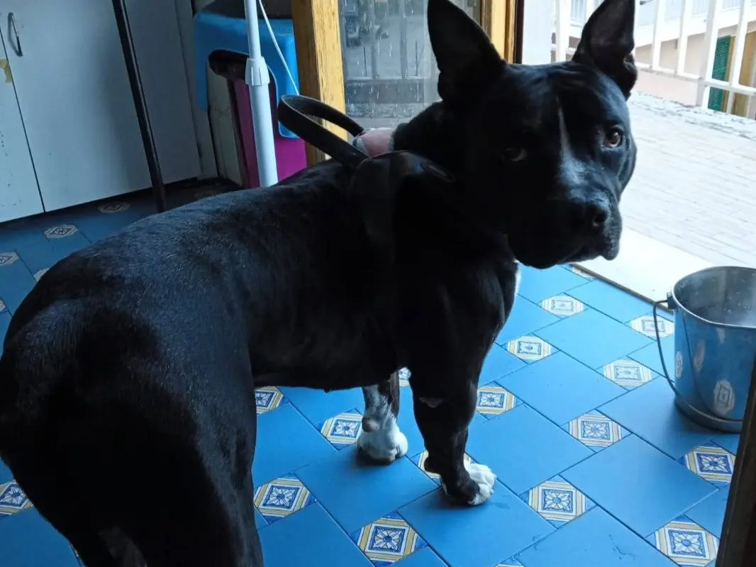 Adotta un cane, maschio, 3 anni e 4 mesi, Mantova
