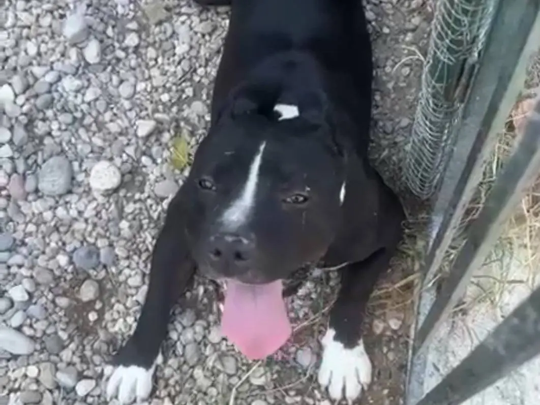 Adozione cane, maschio, Amstaff Razza sconosciuta, 3 anni e 4 mesi, taglia grande, Mantova