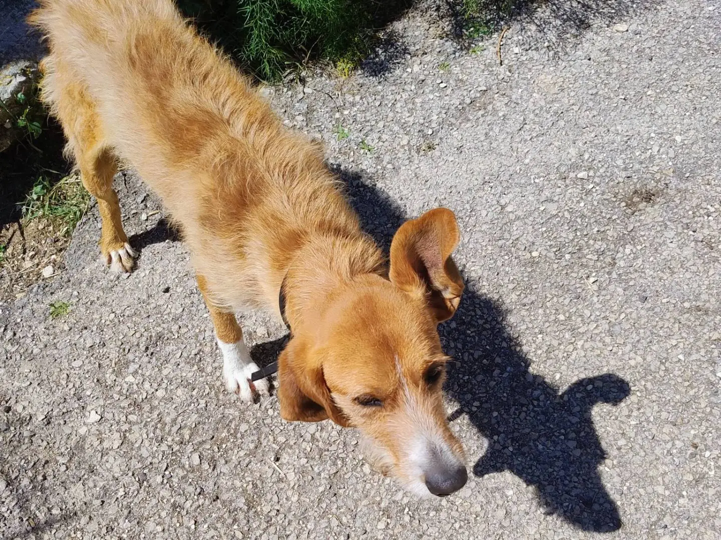 Vuoi adottare un cane a Alessandria?