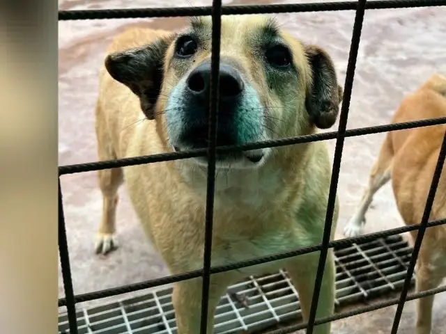 Foto 1 dell'animale