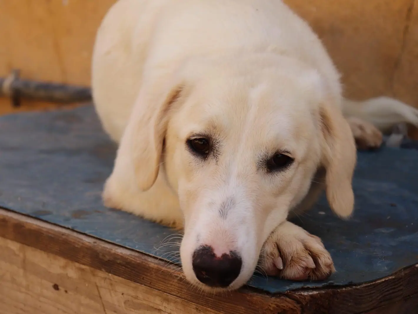 Adotta un cane, femmina, 2 anni e 6 mesi, Sud