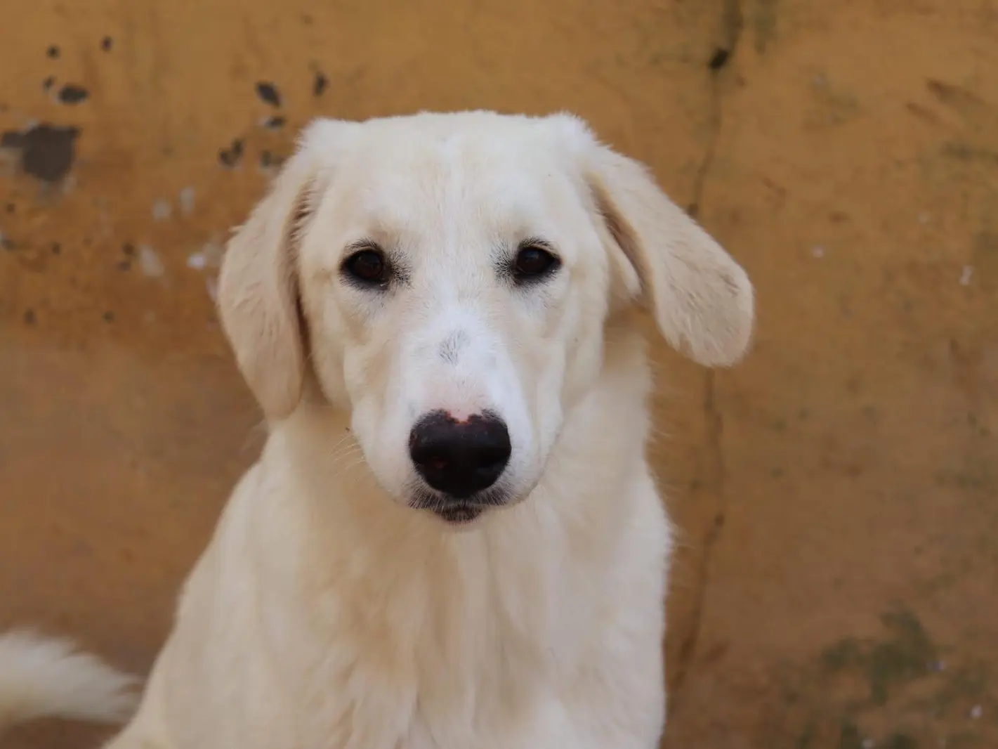 Adozione cane, femmina, Razza sconosciuta Razza sconosciuta, 2 anni e 6 mesi, taglia media contenuta, Sud