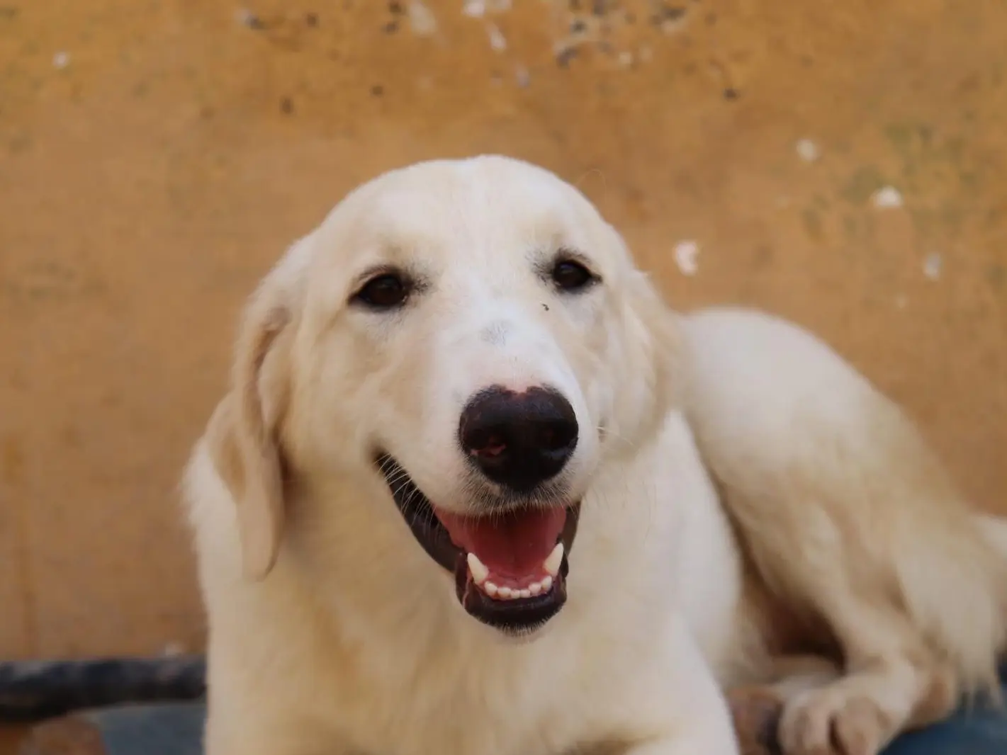 Adotta il cane Mirta a Sud