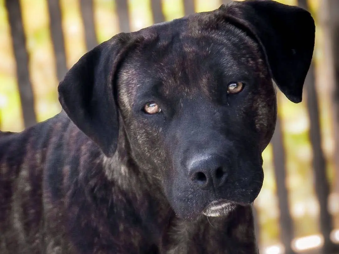 Adotta un cane, femmina, 3 anni e 4 mesi, Crotone