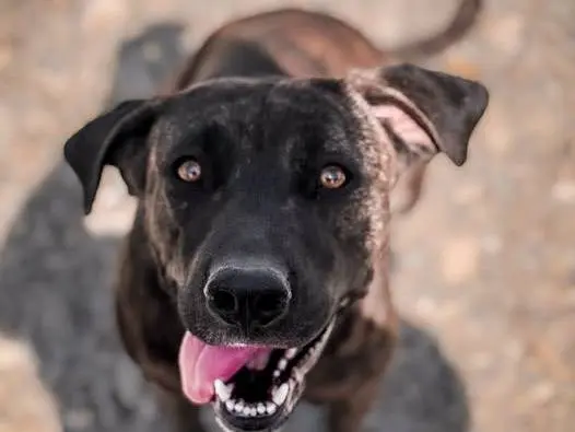 Adozione cane, femmina, Corso Razza sconosciuta, 3 anni e 4 mesi, taglia grande, Crotone