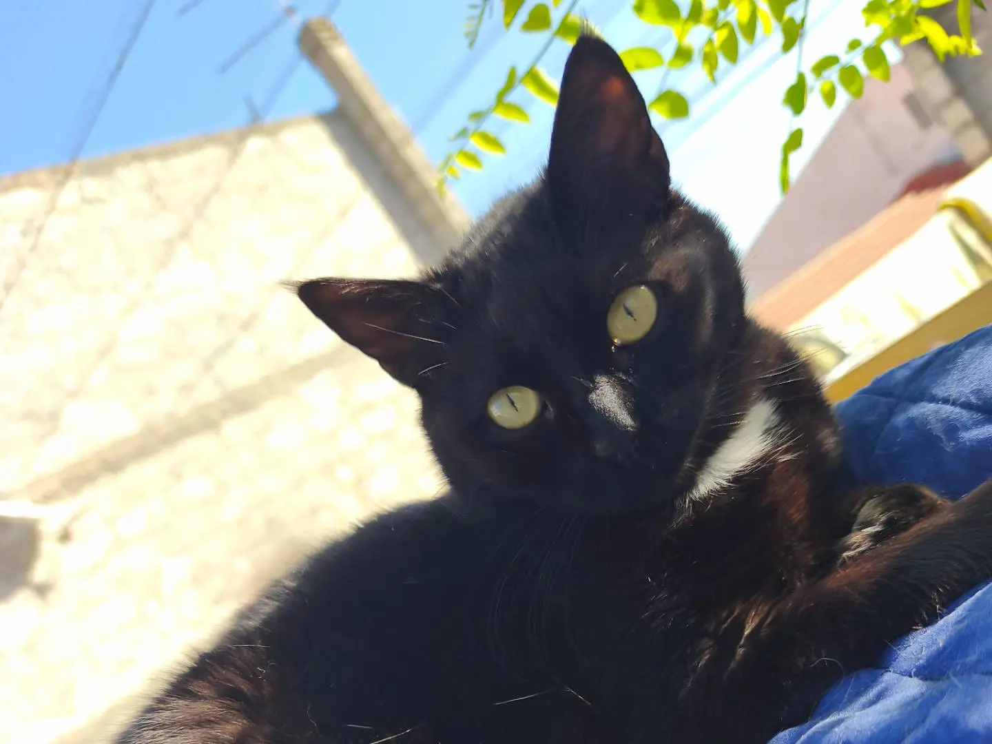 Adozione gatto, femmina, Razza sconosciuta Razza sconosciuta, 1 anno e 8 mesi, taglia non valida, Sassari
