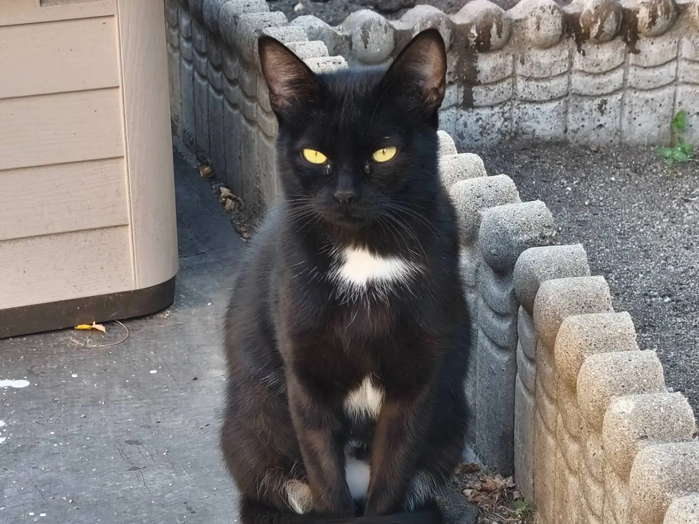 Adotta un gatto, femmina, 1 anno e 8 mesi, Sassari
