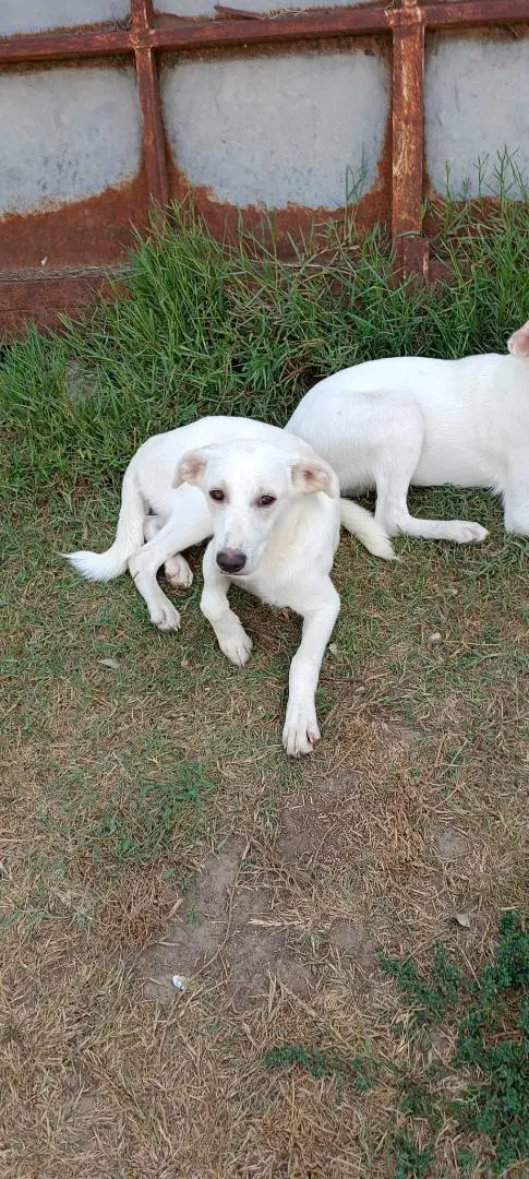 Adozione cane, maschio, meticcio, 3 anni e 8 mesi, taglia media contenuta, Salerno