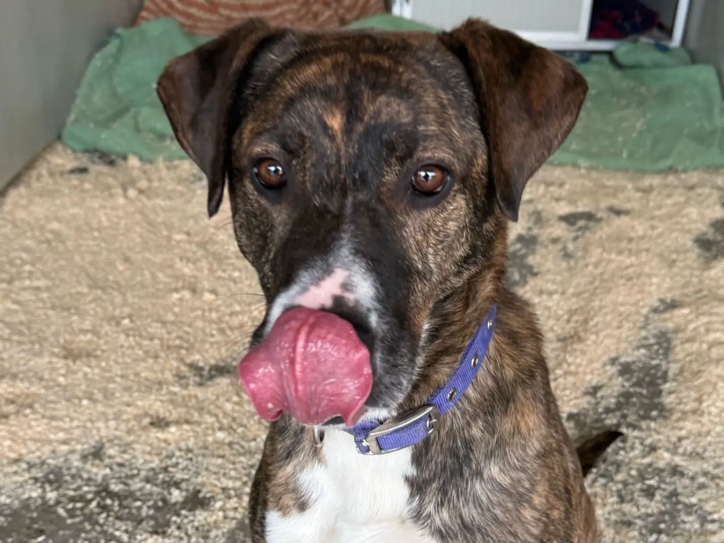 Adozione cane, maschio, Razza sconosciuta Razza sconosciuta, 6 anni e 10 mesi, taglia grande, Milano