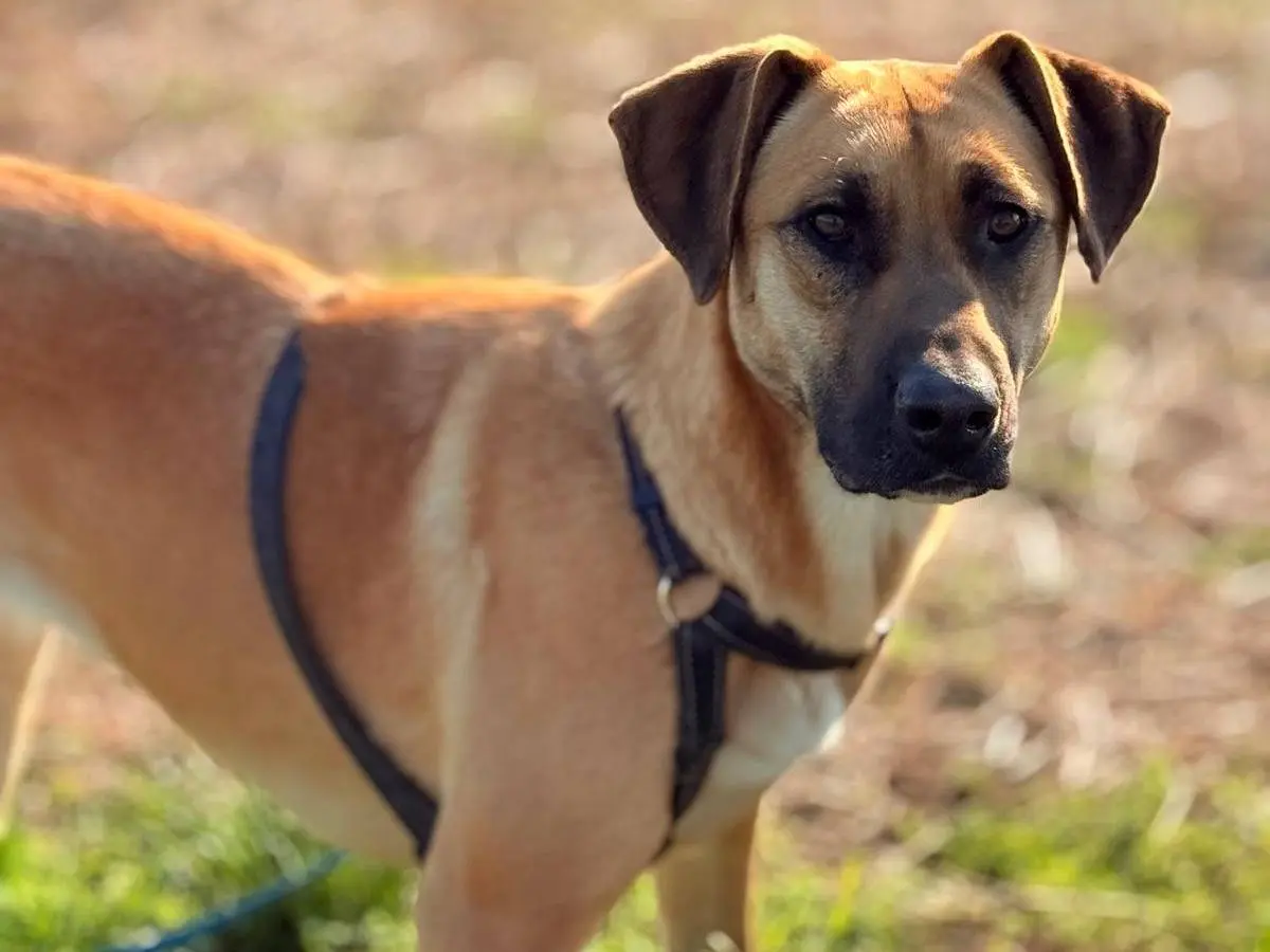 Adozione cane, femmina, Razza sconosciuta Razza sconosciuta, 2 anni e 10 mesi, taglia grande, Bergamo