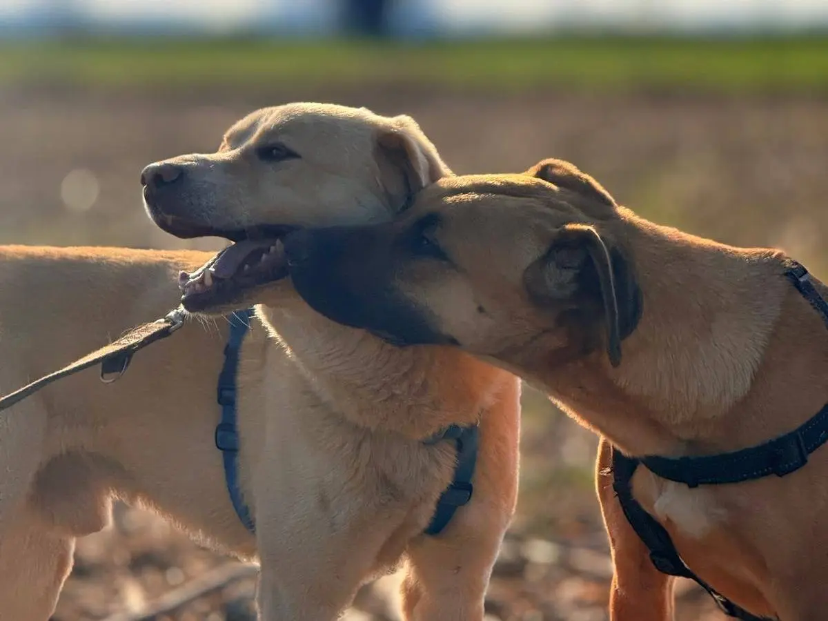 Adotta un cane, taglia grande, femmina, Bergamo