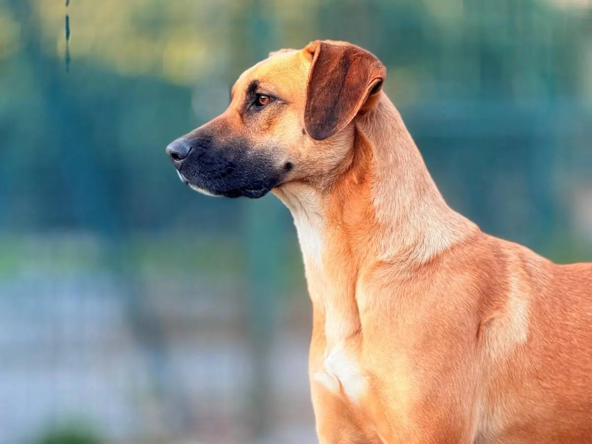 Vuoi adottare un cane a Bergamo?