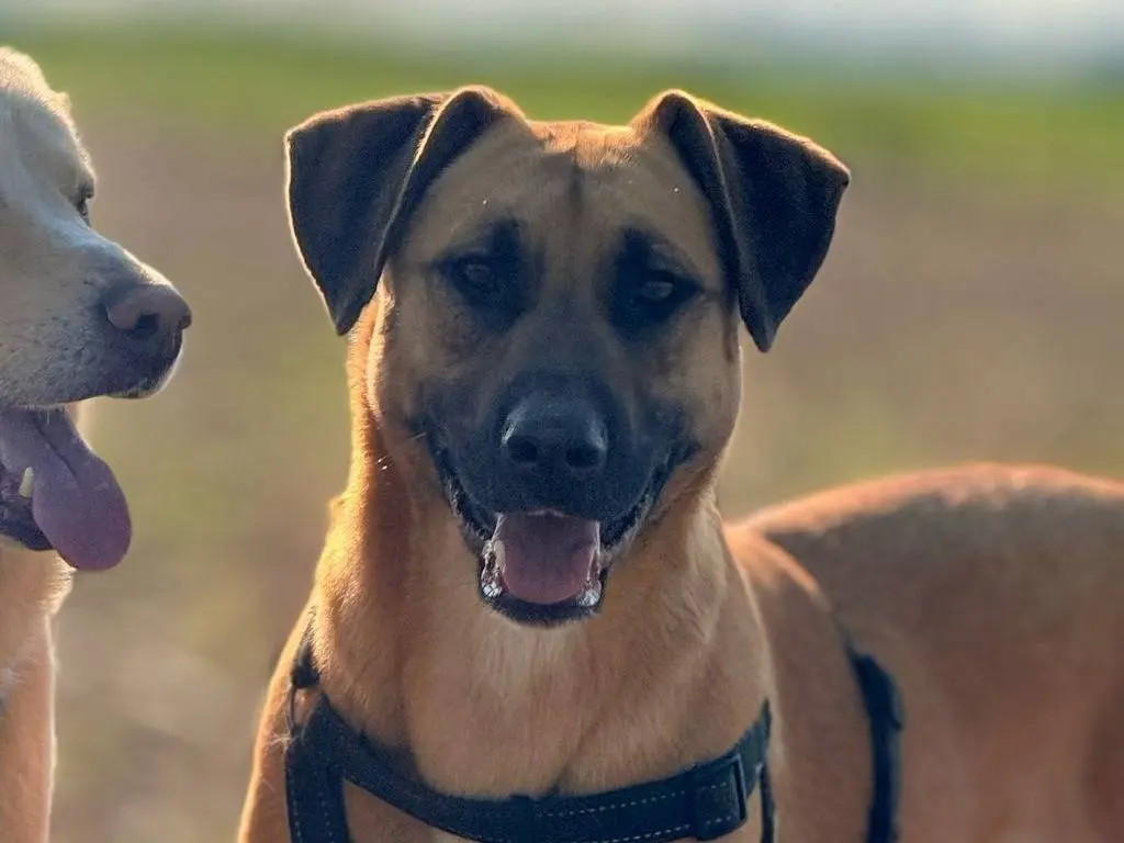 Adotta un cane, femmina, 2 anni e 10 mesi, Bergamo