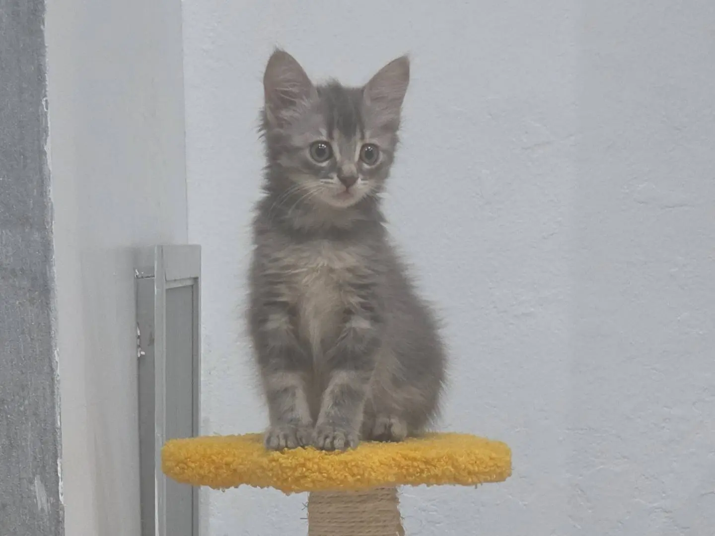 Adozione gatto, femmina, Razza sconosciuta Razza sconosciuta, 2 mesi, taglia non valida, Livorno