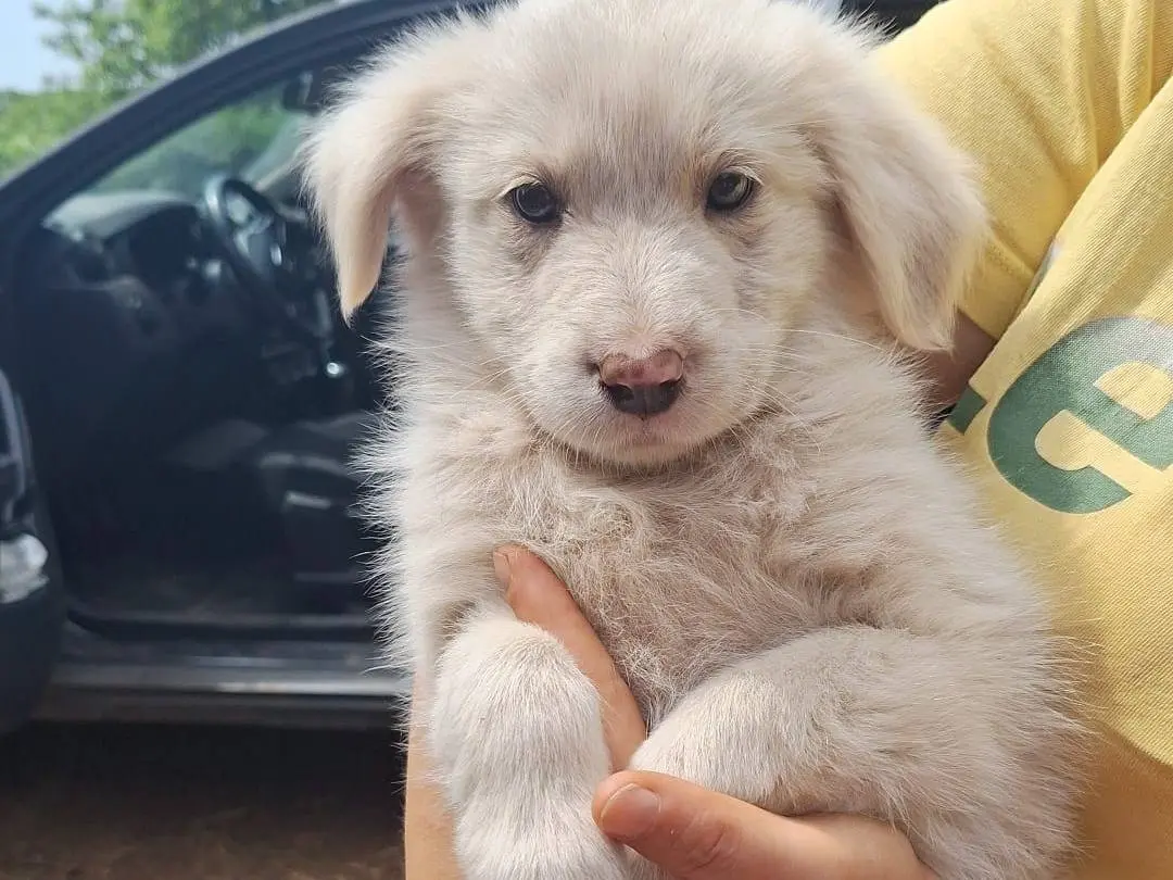 Adozione cane, femmina, Razza sconosciuta Razza sconosciuta, 7 mesi, taglia media, Brescia