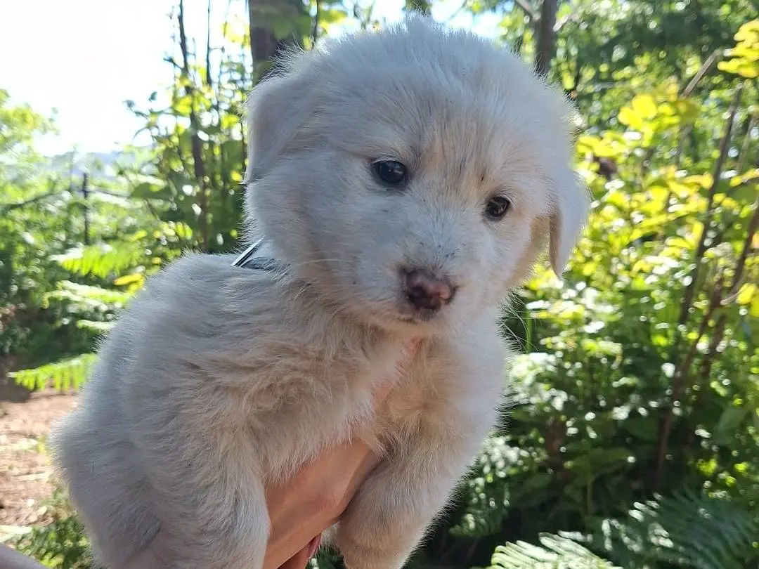 Adotta un cane, femmina, 7 mesi, Brescia
