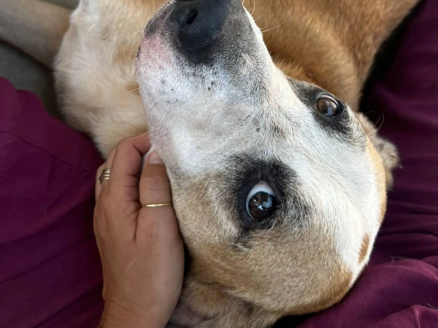 Adotta un cane, femmina, 6 anni e 9 mesi, Caserta