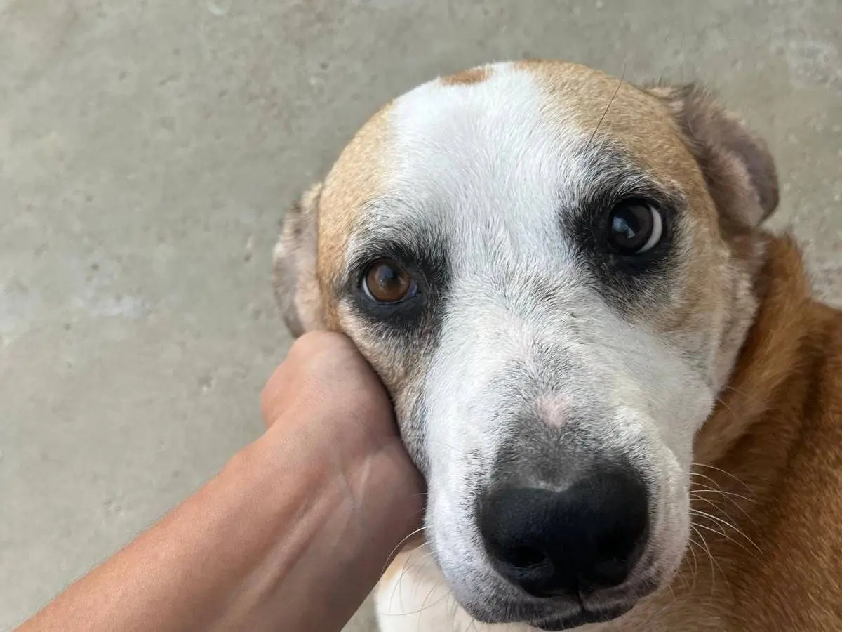 Adozione cane, femmina, Razza sconosciuta Razza sconosciuta, 6 anni e 9 mesi, taglia grande, Caserta