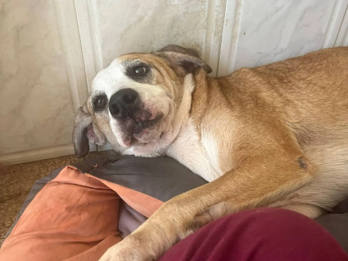 Vuoi adottare un cane a Caserta?