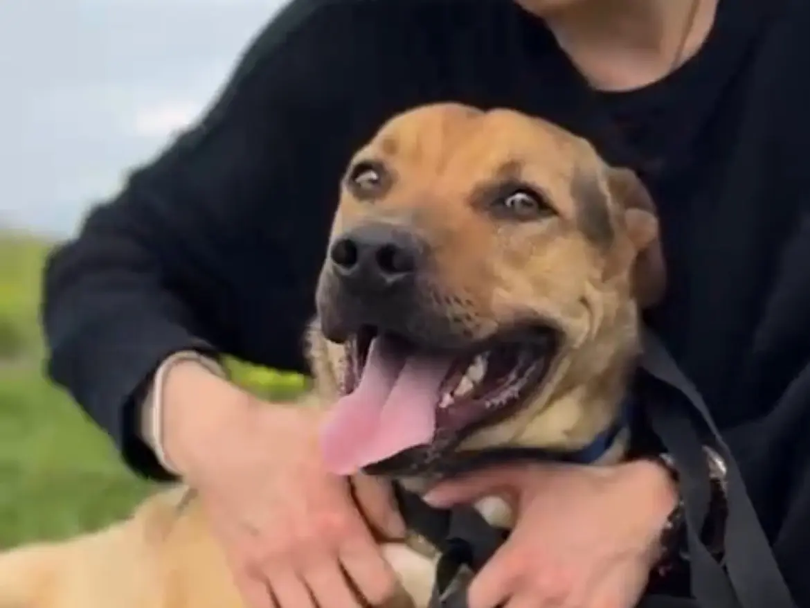 Adotta un cane, taglia media contenuta, maschio, Caserta