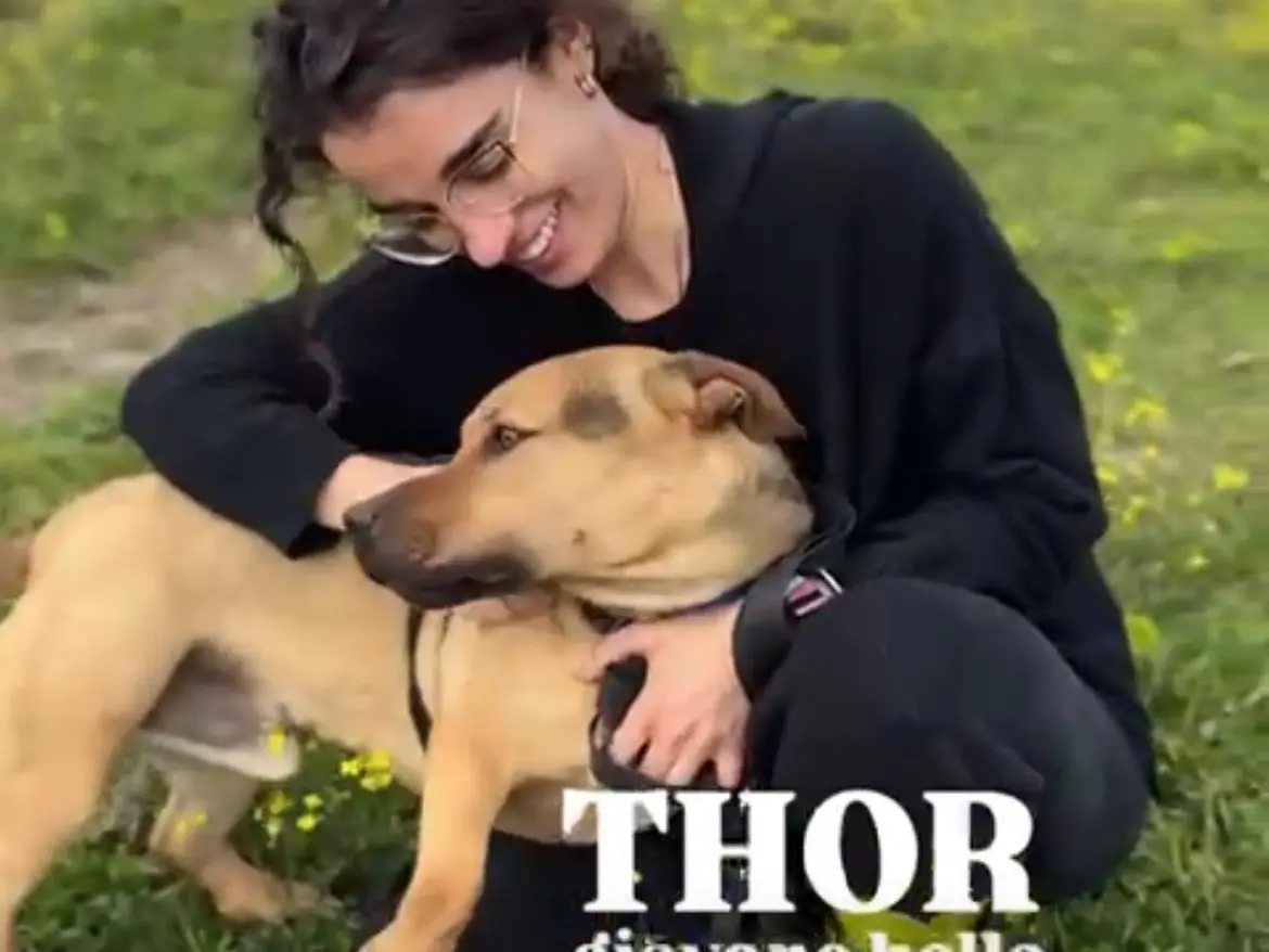 Vuoi adottare un cane a Caserta?