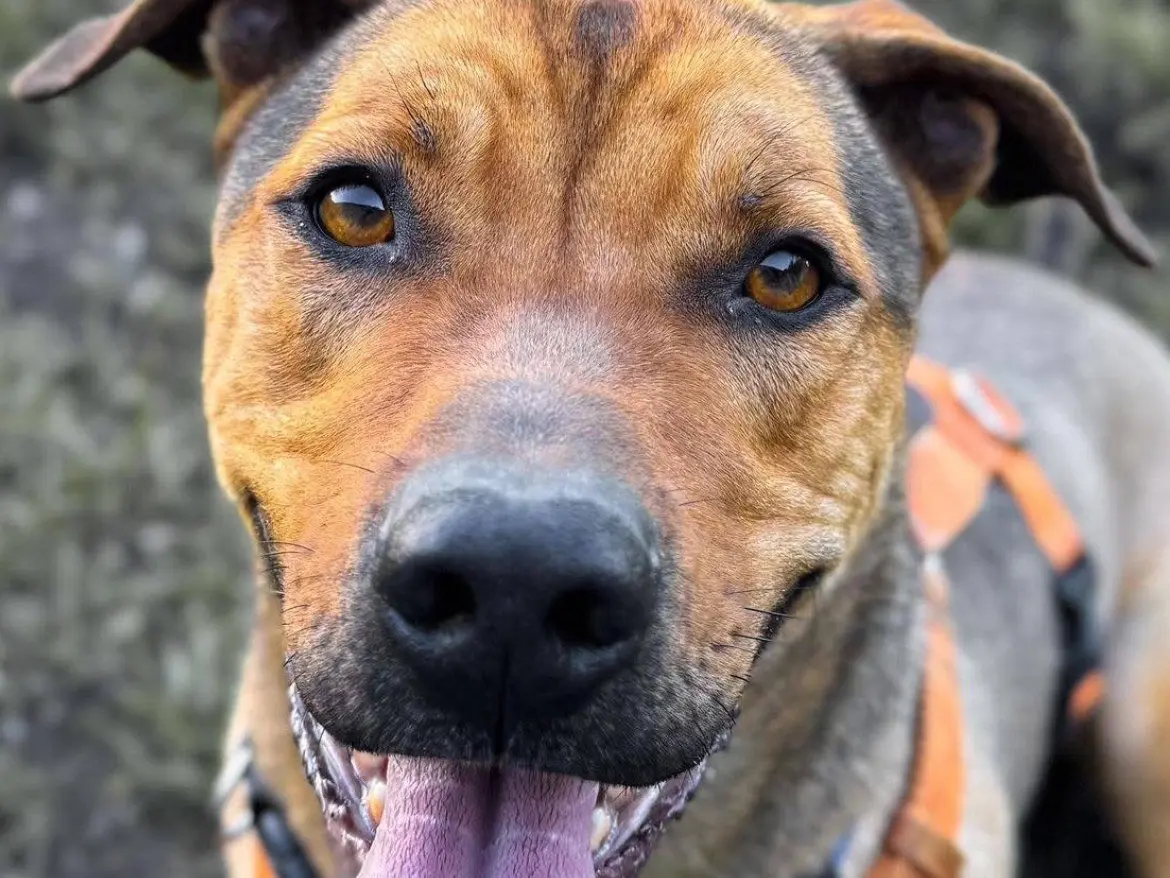 Adozione cane, maschio, Bassotto Pitbull, 3 anni, taglia media contenuta, Caserta