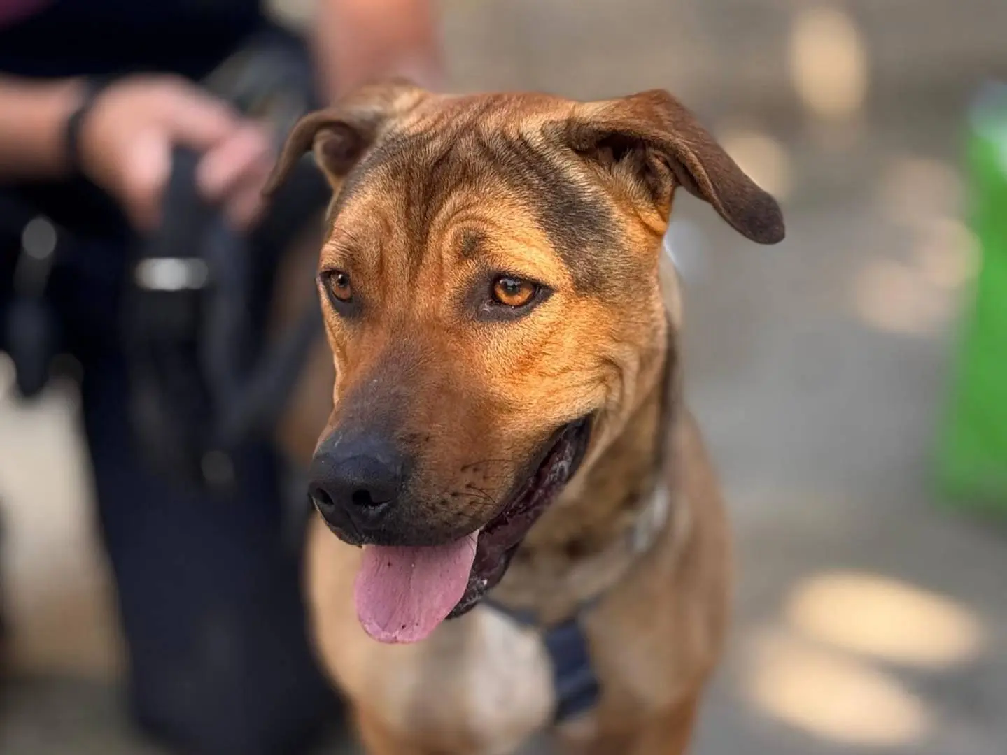 Adotta un cane, maschio, 3 anni, Caserta