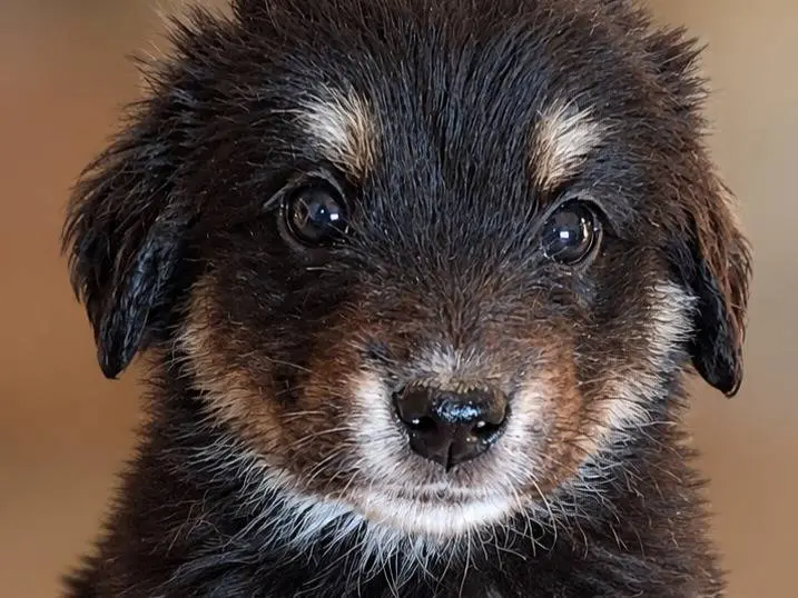 Adozione cane, maschio, Razza sconosciuta Razza sconosciuta, 2 mesi, taglia media, Benevento
